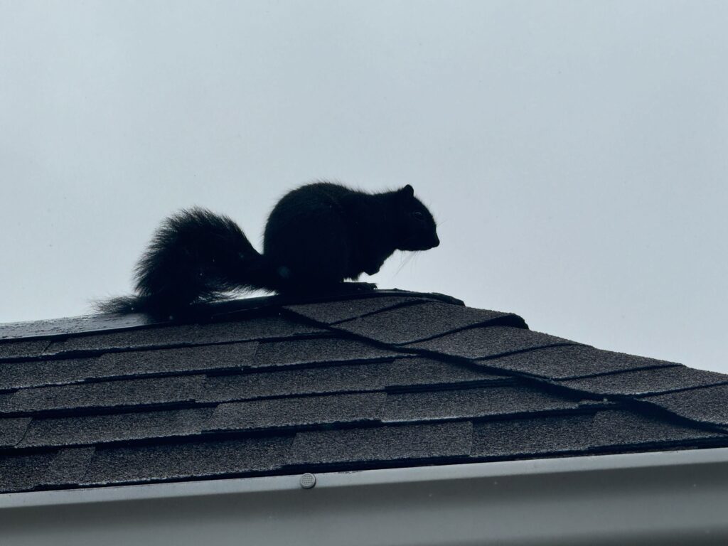 American Bed Bug Control LLC